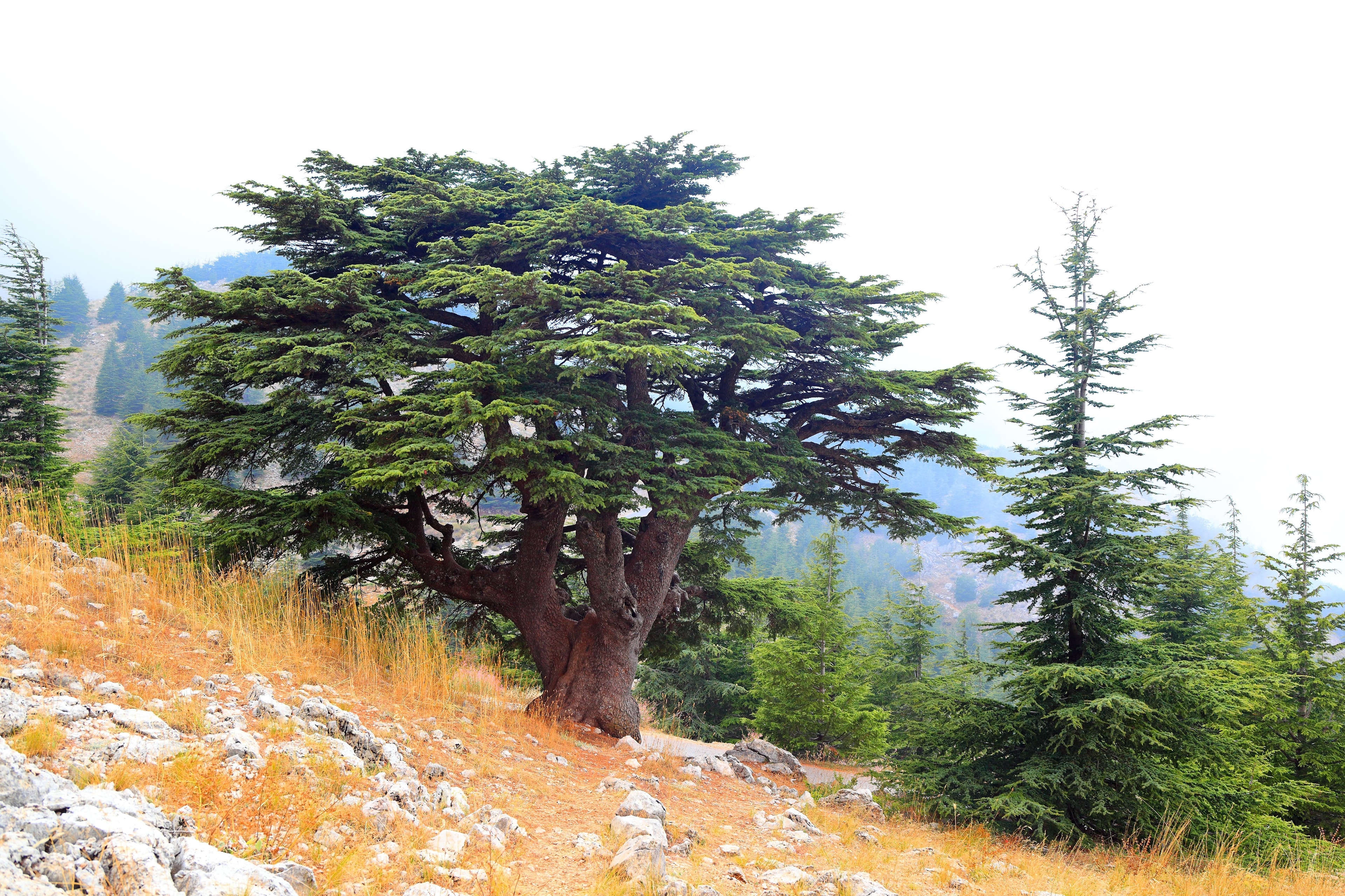 Panoramic view of cedar trees in Lebanon’s Al Shouf Cedar Nature Reserve, covering green mountain slopes.