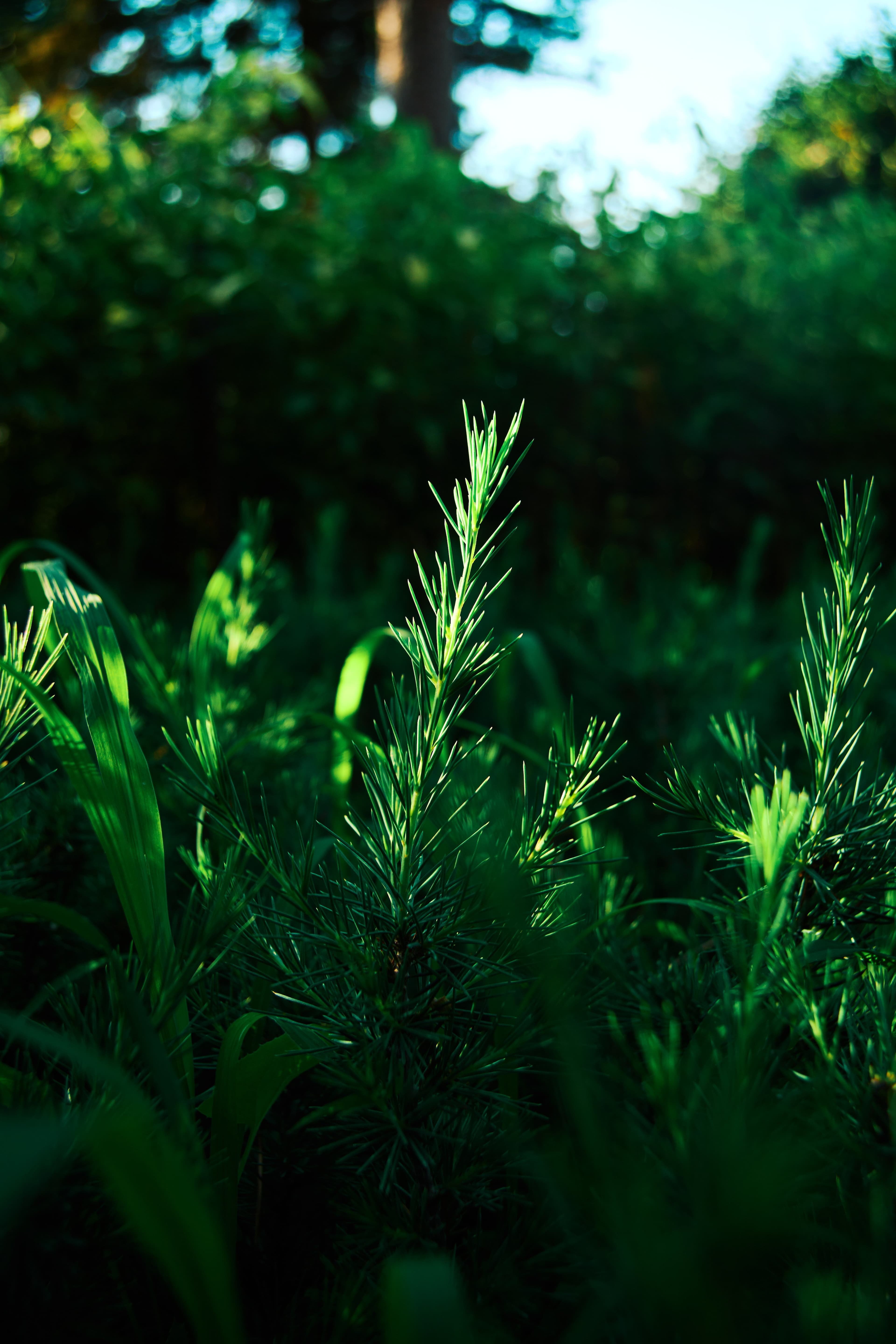 Young Cedar of Lebanon seedlings