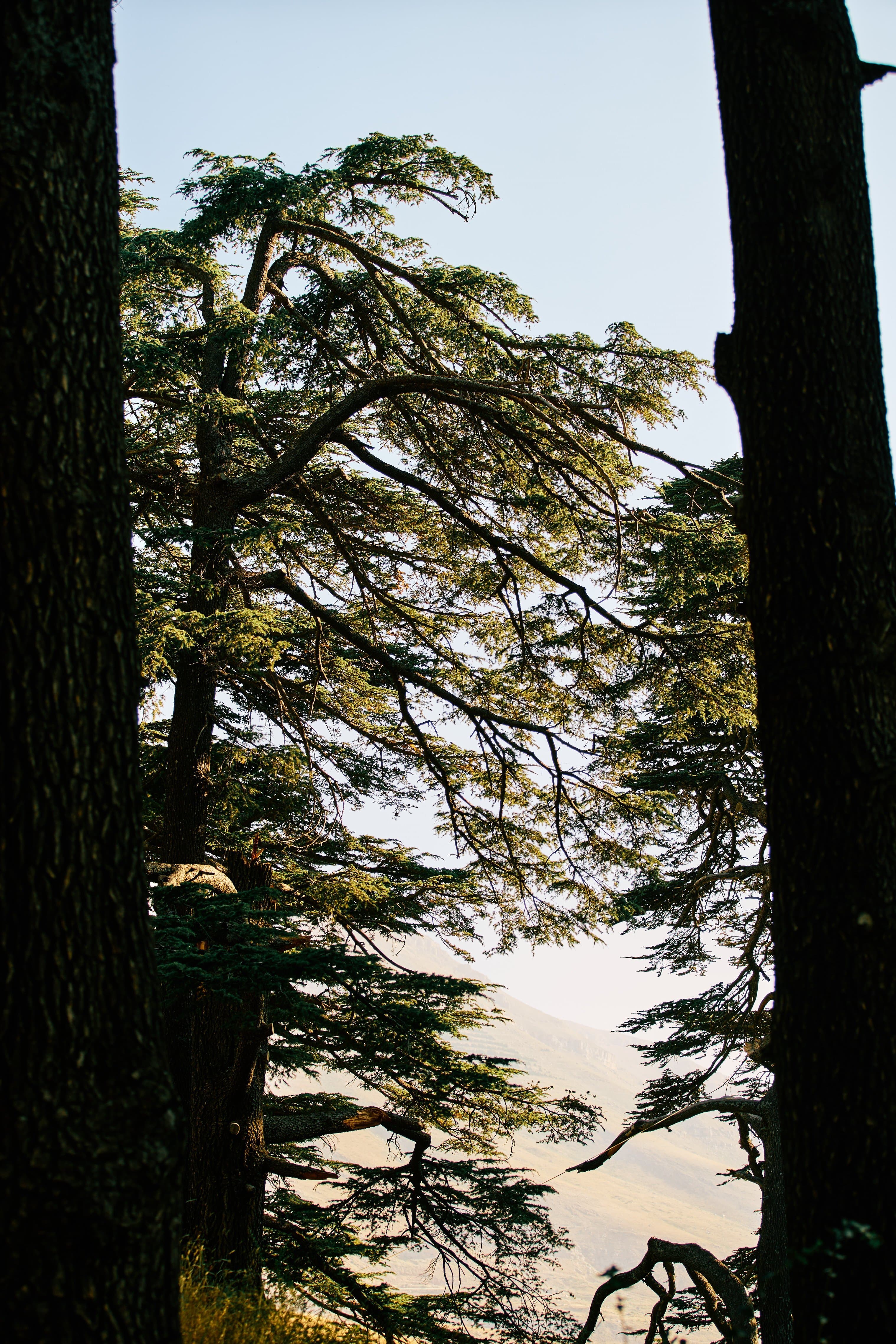 Cedar forest light and textures