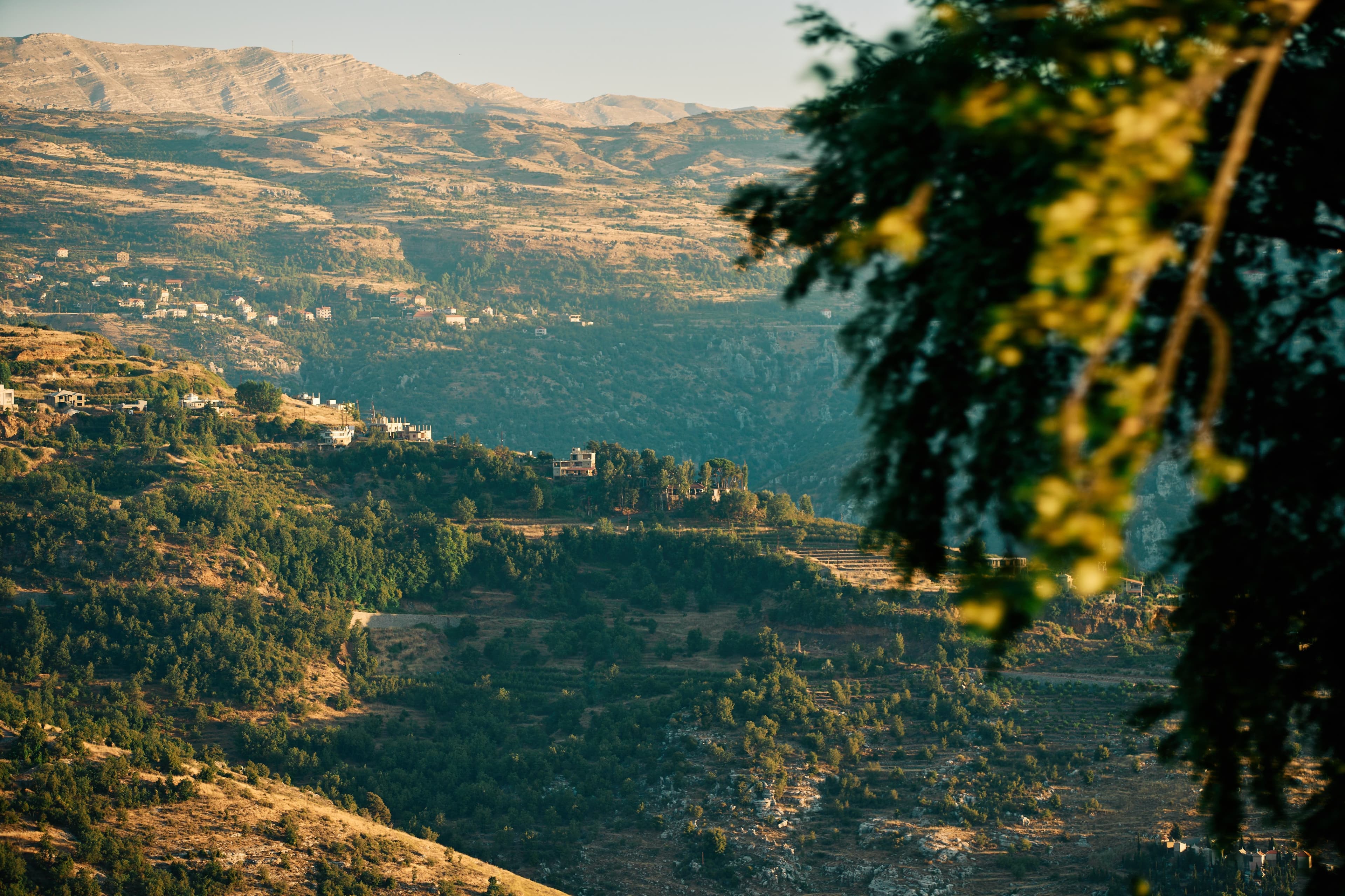 Cedar forest landscape